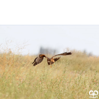 گونه سنقر خاکستری Hen Harrier